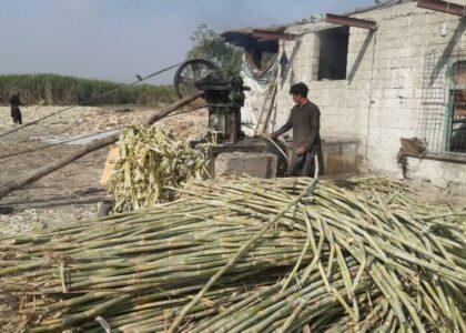 Nangarhar sugarcane yield touches 89,000 metric tons