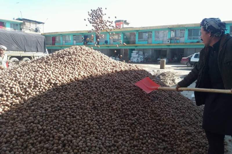 Walnut harvest down by nearly 30pc in Sar-i-Pul this year