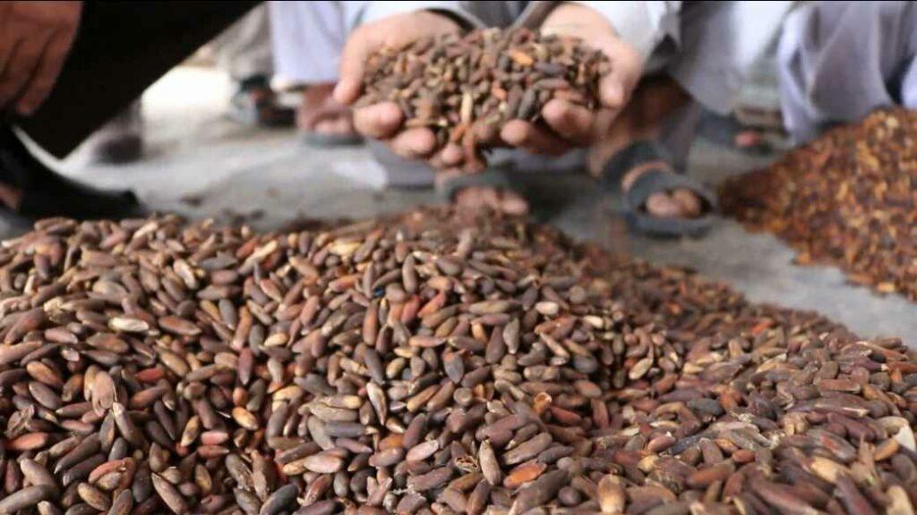 Paktia pine nuts yield down by 60 pc this year
