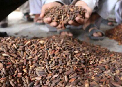 Paktia pine nuts yield down by 60 pc this year