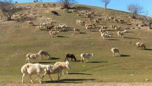 مالداران غور از نبود علوفۀ زمستانی برای مواشی شان نگرانی دارند