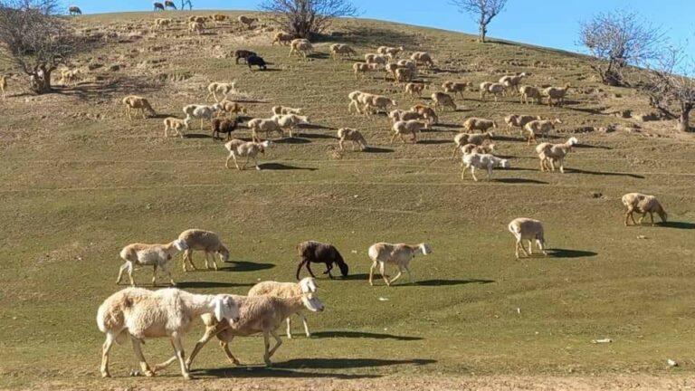عزیزی: از تلف‌شدن بیش از ۶۰۰ هزار رأس مواشی در شمال کشور جلوگیری شده‌است