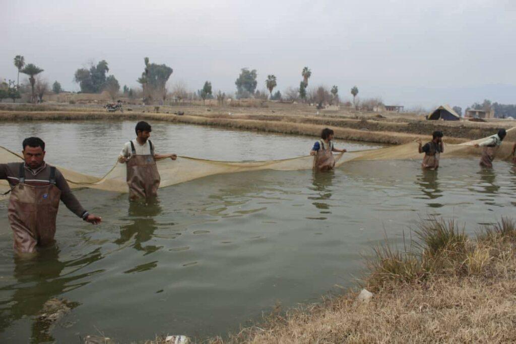 ننګرهار کانال د لومړي ځل لپاره ۱۰ ټنه کبان خرڅلاو ته چمتو کړي