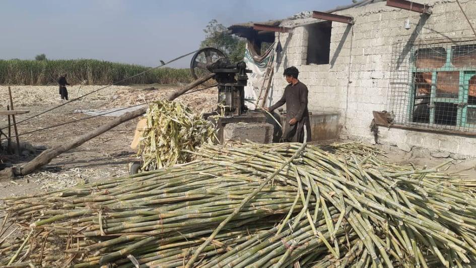 Nangarhar sugarcane yield touches 89,000 metric tons