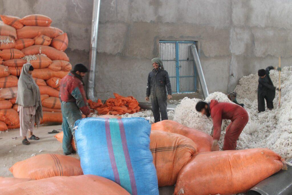 Kandahar cotton yield to reach 1 million tons this year