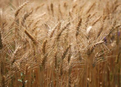 وزارت زراعت: امسال ۴،۳ میلیون متریک تُن گندم در کشور تولید شده‌است