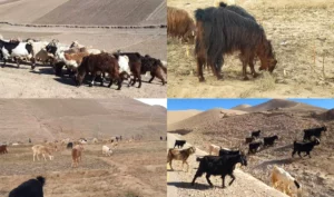 مالداران در بادغیس از کمبود آذوقۀ حیوانی در ایام زمستان نگران اند