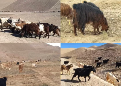 مالداران در بادغیس از کمبود آذوقۀ حیوانی در ایام زمستان نگران اند