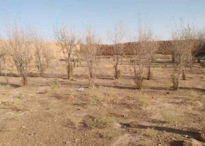 Will be forced to leave homes if drought persists: Marjah residents