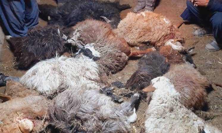 در حملۀ پلنگ برفی بر محل نگهداری گوسفندان در بدخشان، ۲۰ رأس بز و گوسفند هلاک و زخمی گردید