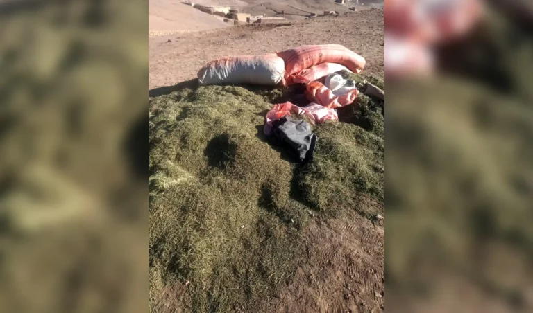 در سه ماه گذشته ۵۲ تُن اومان در بادغیس کشف و در پیوند به آن ۳۶ تن بازداشت شده‌اند