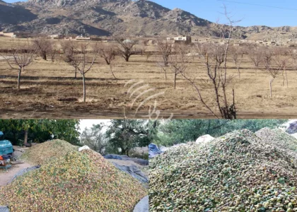 Almond yield decreased by 31 percent in Daikundi this year
