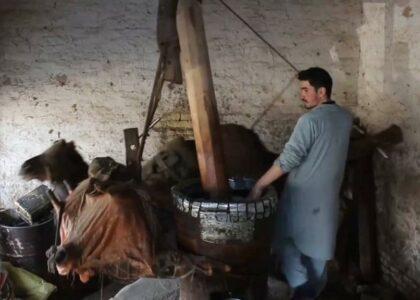 Sesame cooking oil price skyrockets in Balkh