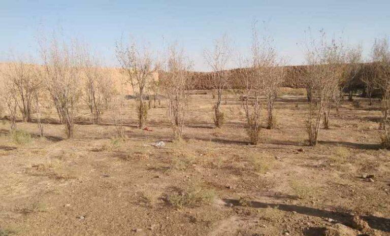 Will be forced to leave homes if drought persists: Marjah residents