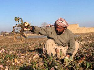 دهاقین و باغداران در جوزجان: وزارت زراعت دوای ضد آفات زراعتی برای ما توزیع کند