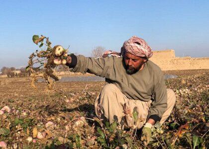 دهاقین و باغداران در جوزجان: وزارت زراعت دوای ضد آفات زراعتی برای ما توزیع کند