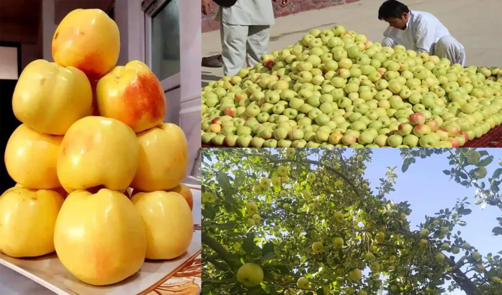 باغداران دایکندی: حاصلات سیب در این ولایت به‌گونۀ بی‌سابقه کاهش یافته‌است