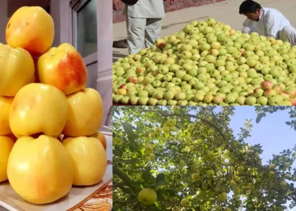باغداران دایکندی: حاصلات سیب در این ولایت به‌گونۀ بی‌سابقه کاهش یافته‌است