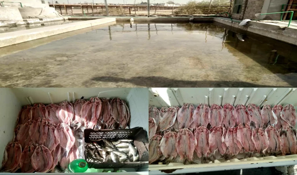 فارم‌داران ماهی در هلمند خواستار حمایت حکومت در زمینۀ نسل‌گیری ماهیان هستند  