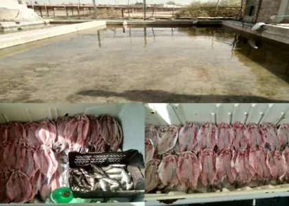 Helmand pisciculturists ask govt to build fish hatchery