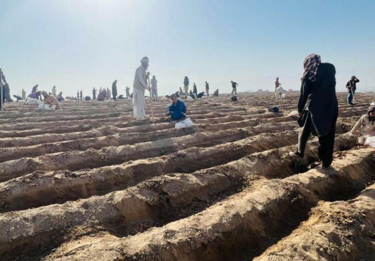 Asafoetida cultivation generates work opportunities for 500 people