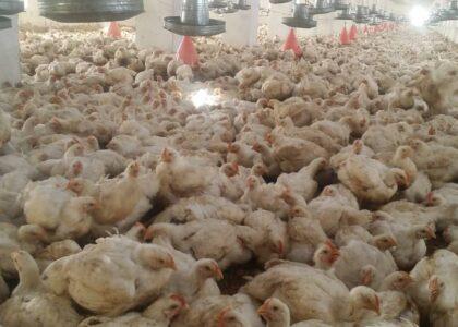 100 poultry production farms established in Laghman in a year