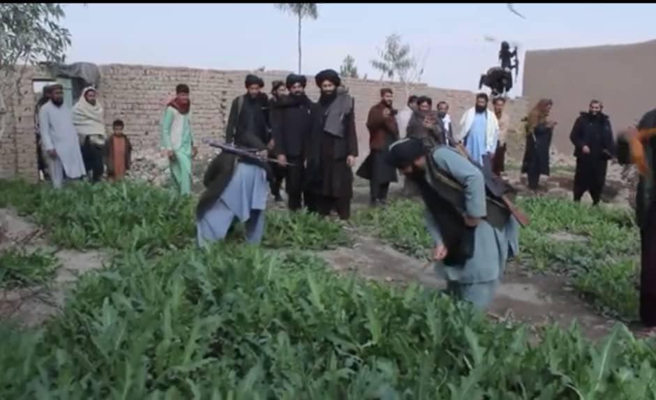 Poppy eradication drive launched in Nangarhar