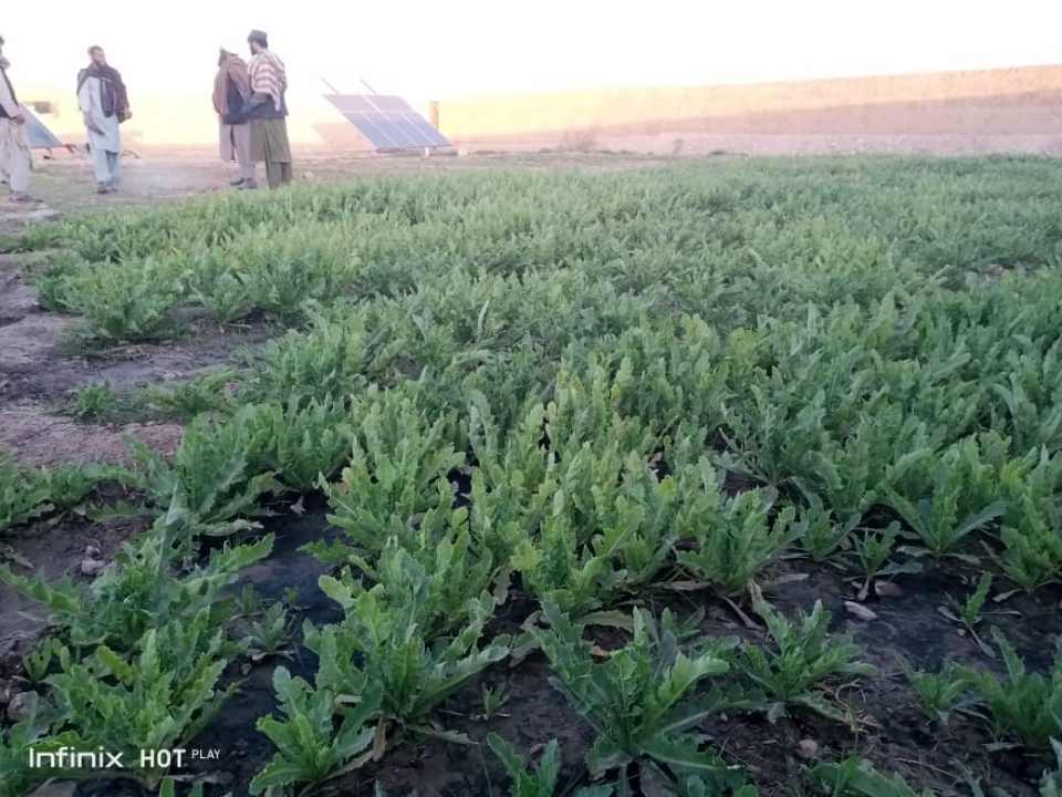 Above 160 acres of land cleared of poppies in Farah