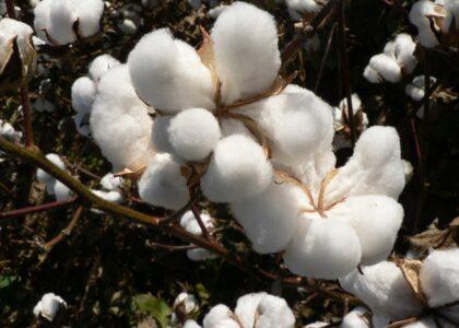 Afghanistan cultivate, produce more cotton this year