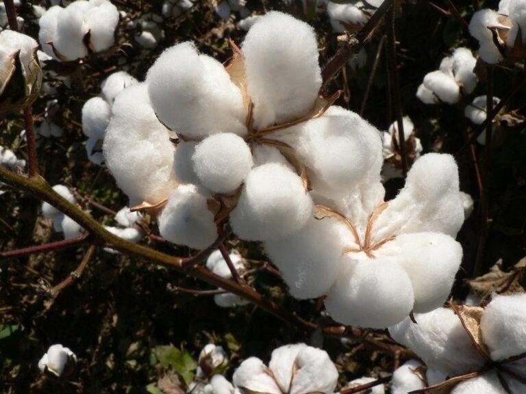 Afghanistan cultivate, produce more cotton this year