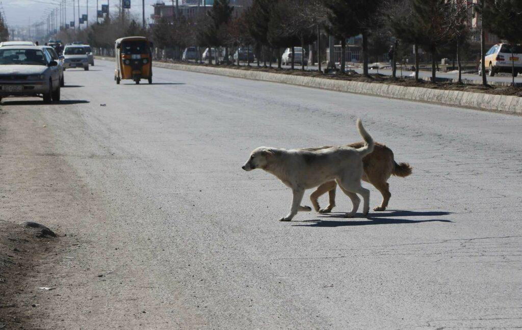 Paktia records 41 dog bite cases last year
