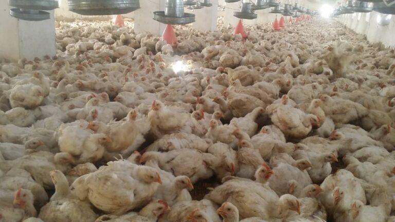 100 poultry production farms established in Laghman in a year