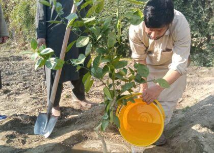 Fruit orchards established on 230 hectares of Laghman land