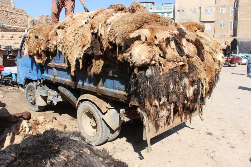 Herat Businessmen complain high animals’ skins transportation fare