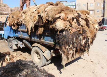 Herat Businessmen complain high animals’ skins transportation fare
