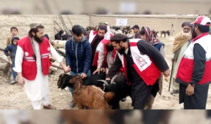 110 vulnerable Nangarhar families distributed goats