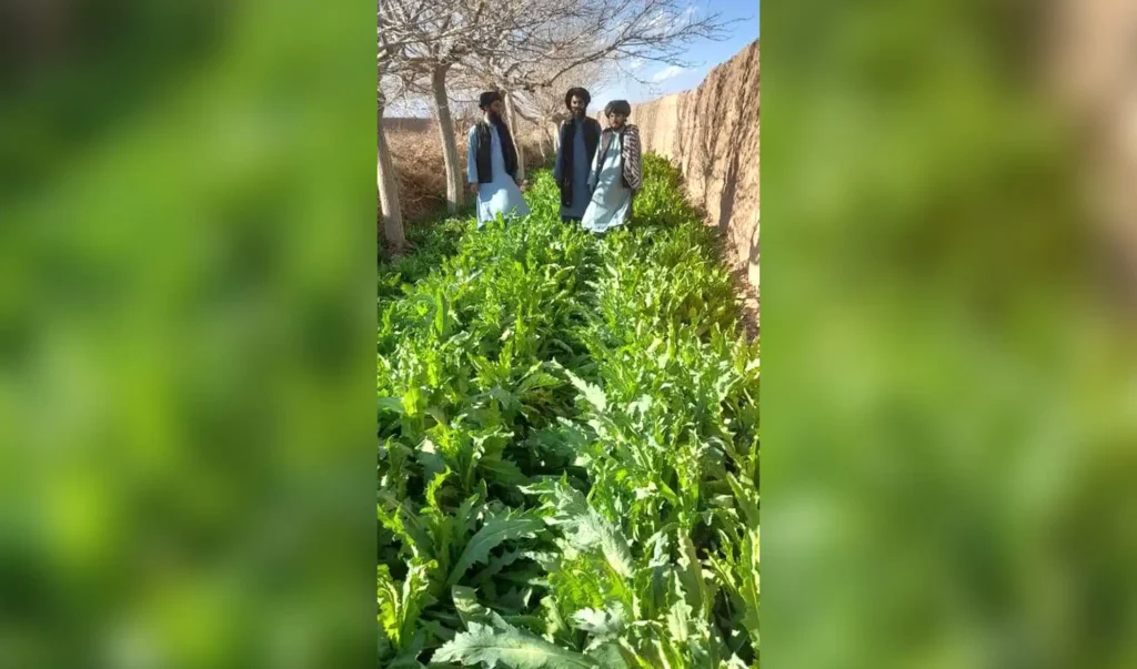 28 acres cleared of poppy, 20 growers held in Farah