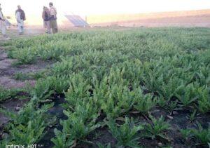 فراه کې څه باندې سل جریبه کوکنار اړول شوي