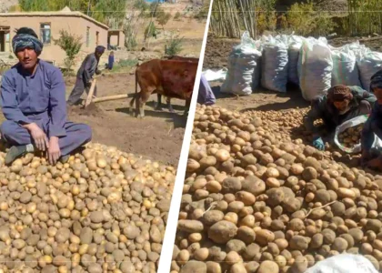 Daikundi farmers grumble about lack of standard cold storages