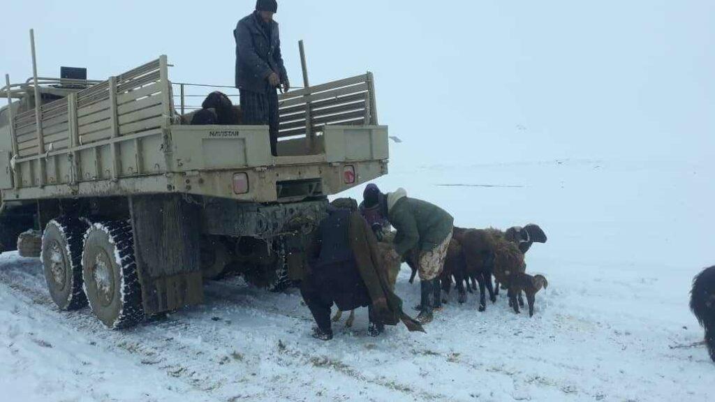 Snow spell kills over 2,000 animals in Faryab