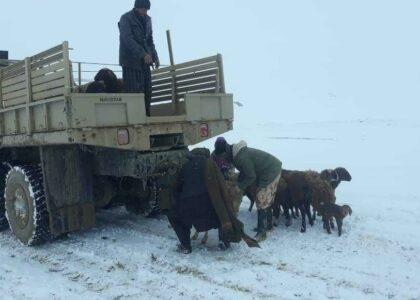 Snow spell kills over 2,000 animals in Faryab