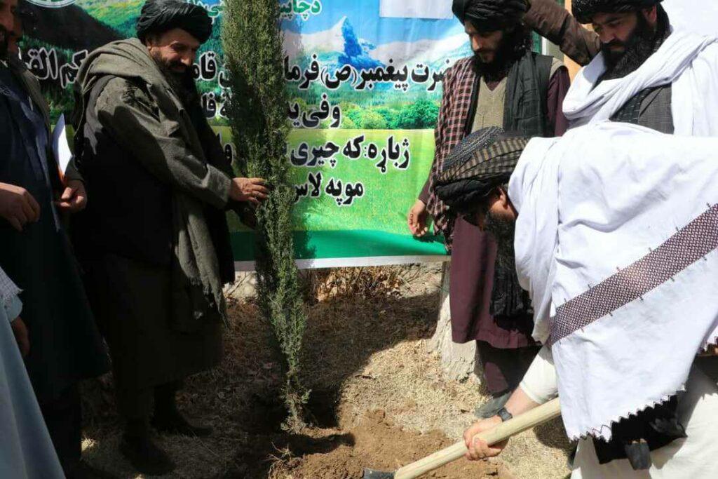 Spring plantation drive kicks-off in Maidan Wardak