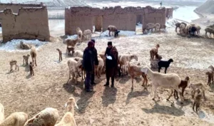 بغلان کې د وروستیو ورښتونو له امله څه کم ۷ زره څاروي تلف شوي