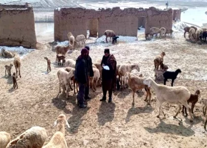 Recent snow, cold kill nearly 7,000 animals in Baghlan