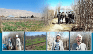 کاهش چشم‌گیر قیمت هنگ؛ زارعین در سمنگان دوباره به غرس نهال بادام رو آورده‌اند