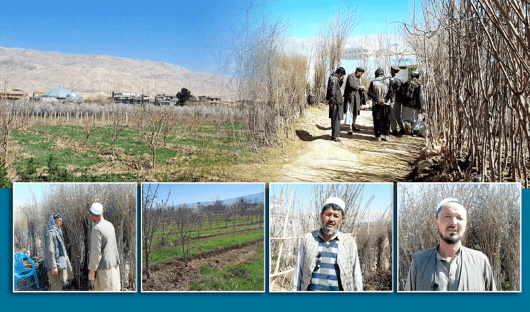 Farmers turn to fruit gardening as Asafoetida rate declines