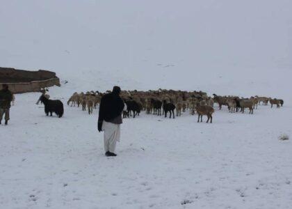Snow spell, cold kill 200 animals in Kunduz, thousands rescued