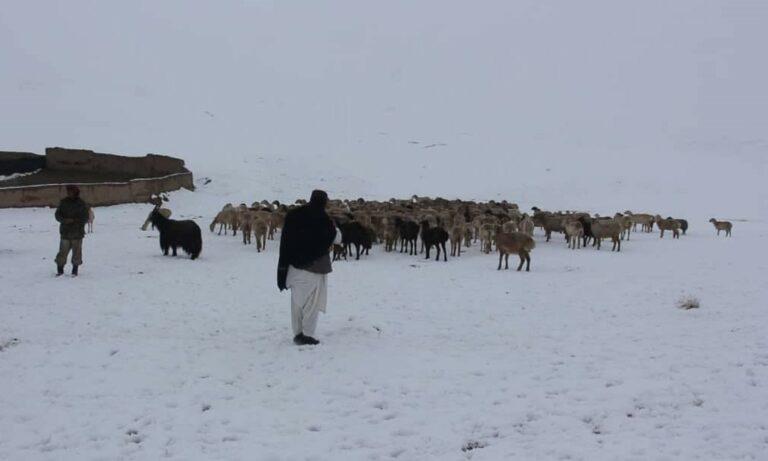 Snow spell, cold kill 200 animals in Kunduz, thousands rescued