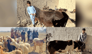 د ننګرهار مالداران د څرځايونو کموالي او وچکالۍ اندېښمن کړي
