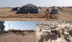 Nomads in trouble after pastures seized in Helmand